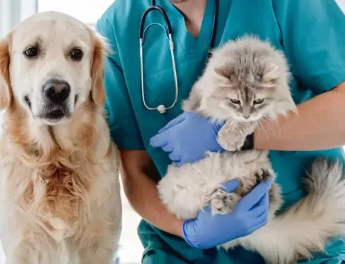 Exploring Pre-Veterinary Programs: Schools, Career Pathways, and Requirements