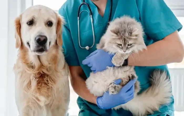 best-pre-vet-programs